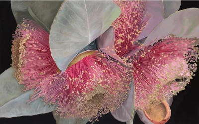 "Macrocarpa Meditation" Limited Edition Prints