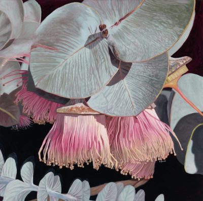 Pale pink Rhodantha blossom